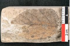 Foto (Detailansicht) von Alnus cyoladum Unger (NHMW-GEO-2024-0188-8097)